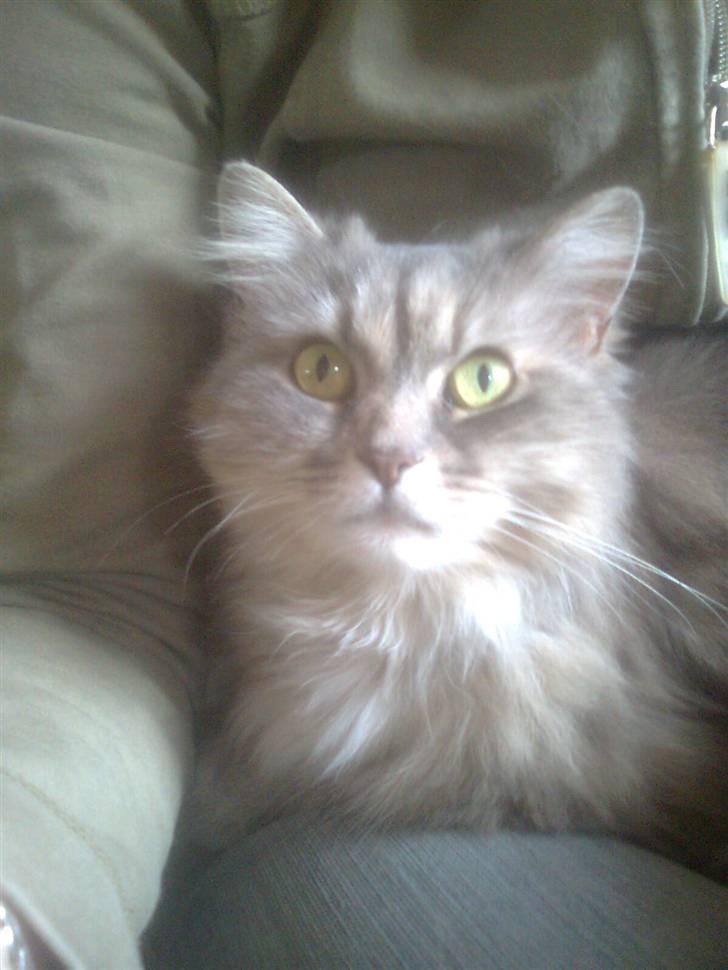 Blanding af racer Pjuske - Pjuske hygger i sofaen :o) April 2010, mobil.  billede 17