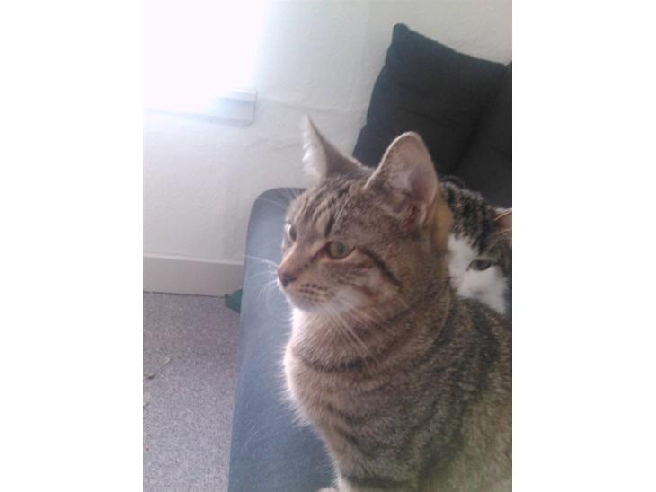 {{currentPhoto.altText}} billede {{currentPhoto.number}}