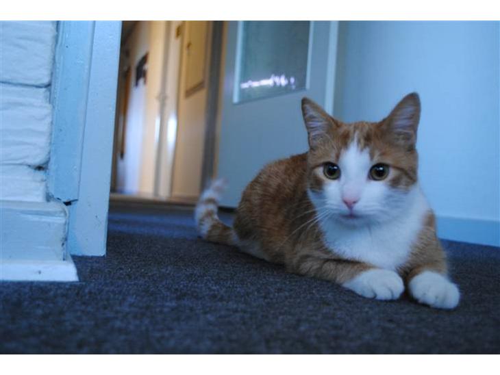 {{currentPhoto.altText}} billede {{currentPhoto.number}}