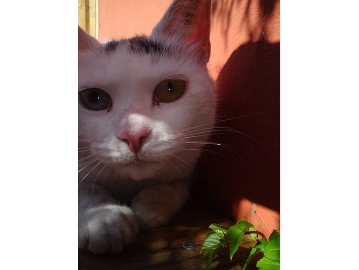 {{currentPhoto.altText}} billede {{currentPhoto.number}}