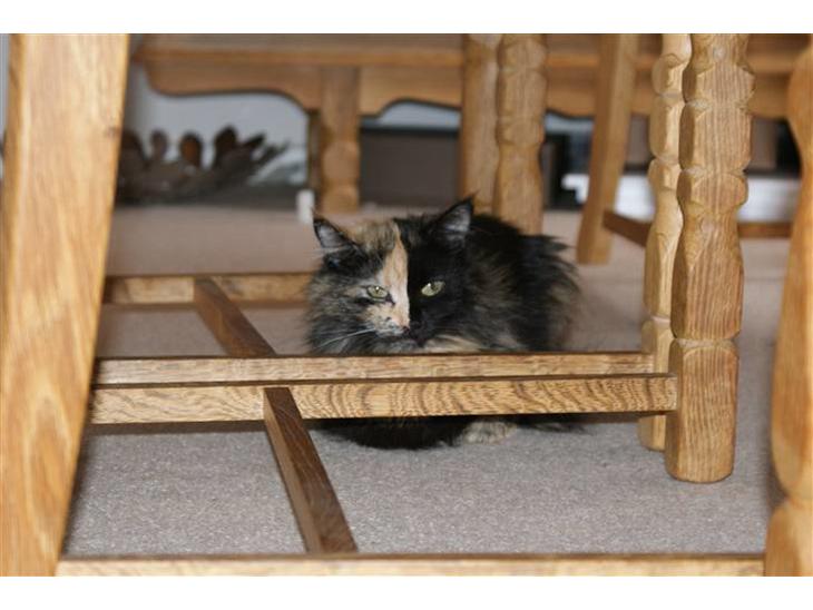 Maine Coon Scarlet billede 1