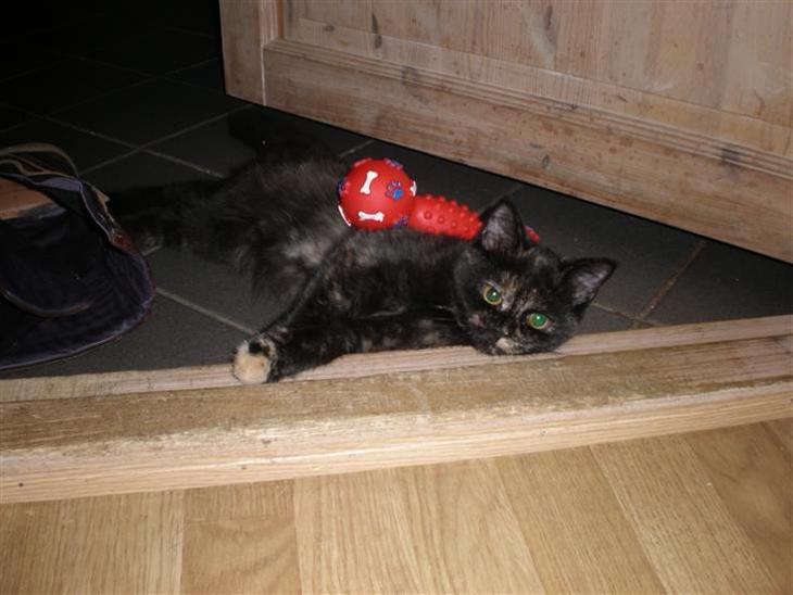 {{currentPhoto.altText}} billede {{currentPhoto.number}}