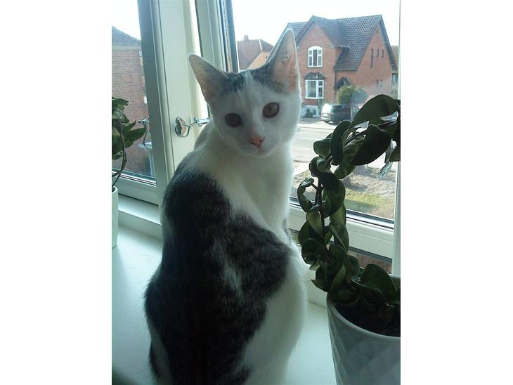 {{currentPhoto.altText}} billede {{currentPhoto.number}}