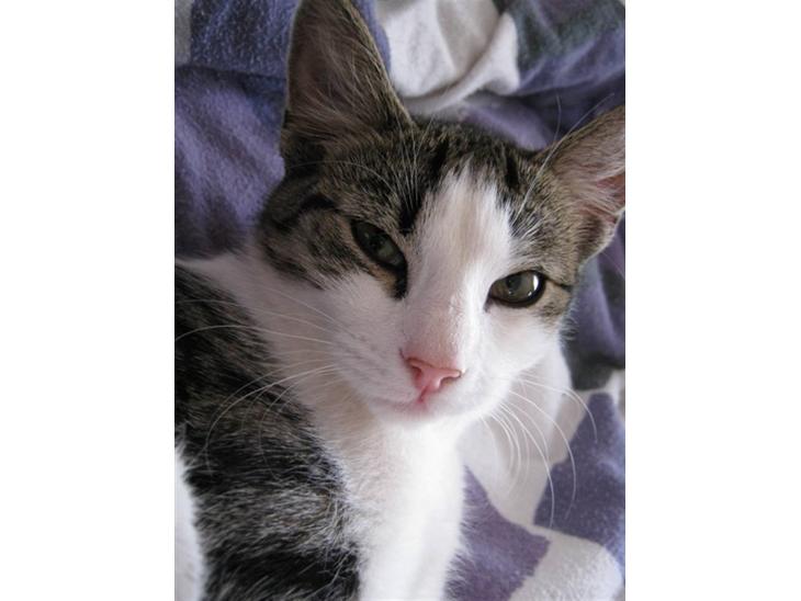 Huskat Felina(Y)<3 billede 1