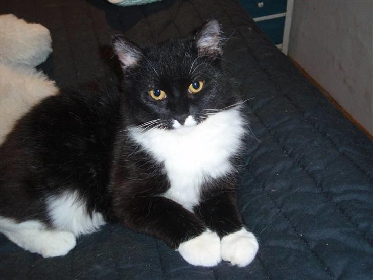 {{currentPhoto.altText}} billede {{currentPhoto.number}}