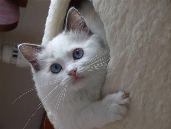 Ragdoll DK Vandoll Eternal Enya - Lille Enya putter sig i kurven billede 1