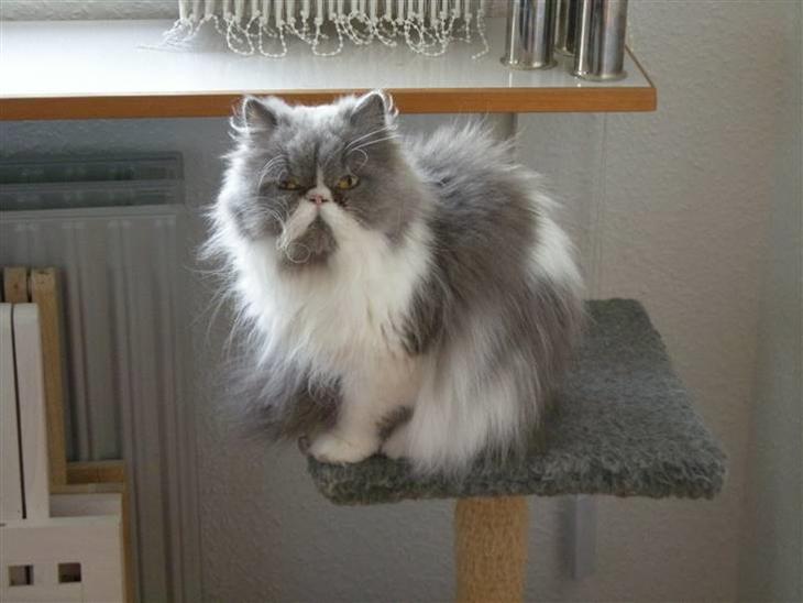 {{currentPhoto.altText}} billede {{currentPhoto.number}}