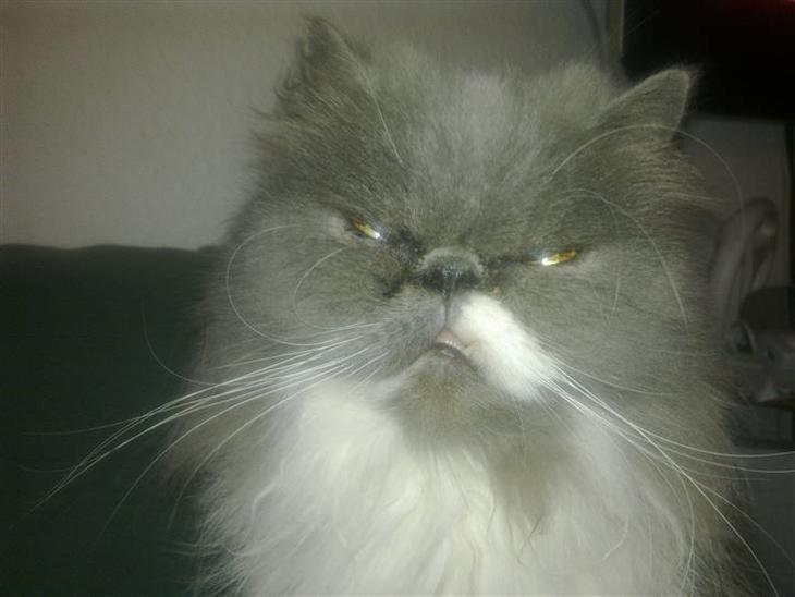 {{currentPhoto.altText}} billede {{currentPhoto.number}}