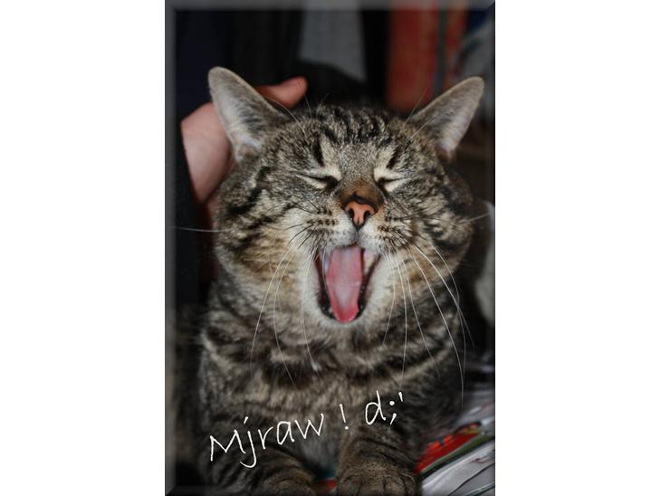 Huskat Herbie (-; <3 - hihi :D  billede 1