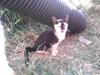 Huskat Thor Død d 4-1-2011 [ Himmelkat]