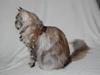 Maine Coon Tender