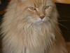 Maine Coon Mads [ Himmelkat]