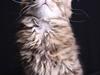 Maine Coon Lulu [ Himmelkat]