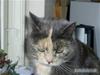 Huskat Missen - R.I.P - savnet..