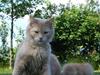 Maine Coon Mimse