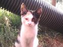 Huskat Miley RIP den 16-9-2010