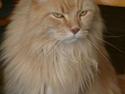 Maine Coon Mads