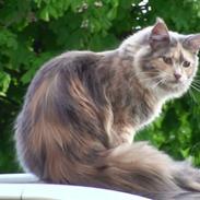 Maine Coon Babet