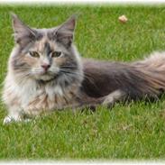 Maine Coon Babet