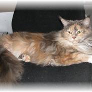 Maine Coon Babet