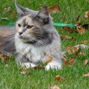 Maine Coon Babet