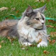 Maine Coon Babet
