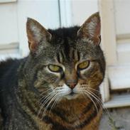 Blanding af racer Duchees