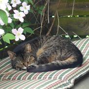 Blanding af racer Duchees