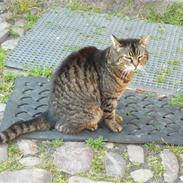 Blanding af racer Duchees