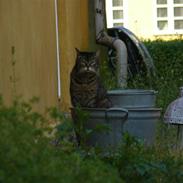 Blanding af racer Duchees