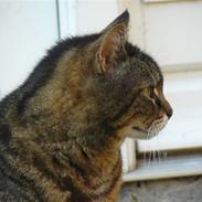 Blanding af racer Duchees