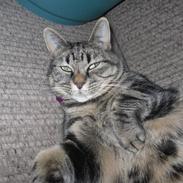 Huskat SASCHA (væk!? :/ )