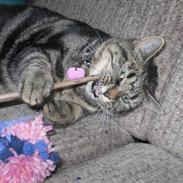 Huskat SASCHA (væk!? :/ )