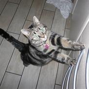 Huskat SASCHA (væk!? :/ )