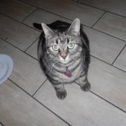 Huskat SASCHA (væk!? :/ )