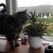 Huskat SASCHA (væk!? :/ )