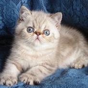 Colorpoint Babalou*s Keeper