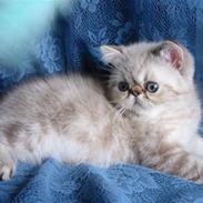 Colorpoint Babalou*s Keeper