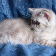 Colorpoint Babalou*s Keeper