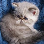 Colorpoint Babalou*s Keeper