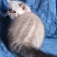 Colorpoint Babalou*s Keeper