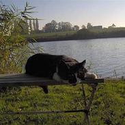 Blanding af racer pelle