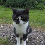 Blanding af racer pelle