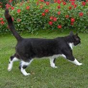 Blanding af racer pelle