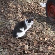 Blanding af racer mitte