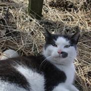 Blanding af racer mitte