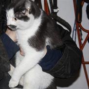 Blanding af racer mitte