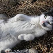 Blanding af racer mitte