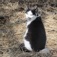 Blanding af racer mitte