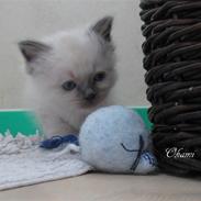 Hellig Birma Chicabee Okami (Felix)